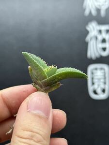 【輝泊園】多肉植物　アガベ チタノタ 白豪刺 特選 MAXAGAVE 珍しい　【本物保証】希少株④