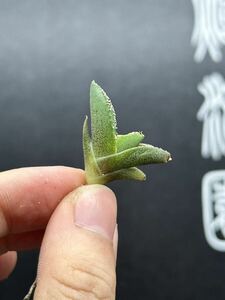 【輝泊園】多肉植物　アガベ チタノタ 白豪刺 特選 MAXAGAVE 珍しい　【本物保証】希少株⑤