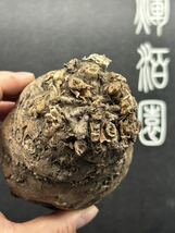 【輝泊園】多肉植物Euphorbia mlanjeana / ユーフォルビア ムランジーナ　現地株　火山株　極少株　極美品限定発売　②_画像5