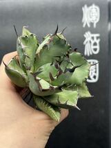 【輝泊園】多肉植物　アガベ チタノタ　黒鯨　強棘 超良型株　特選 MAXAGAVE 珍しい親株　スペシャル極上株短葉 3_画像2