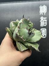 【輝泊園】多肉植物　アガベ チタノタ　黒鯨　強棘 超良型株　特選 MAXAGAVE 珍しい親株　スペシャル極上株短葉 4_画像4