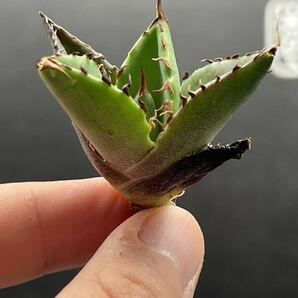 【輝泊園】【5株セット販売】多肉植物 アガベ チタノタ ハデス / Agave titanota Hades 極上刺 セット 1の画像3