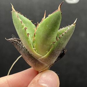 【輝泊園】【5株セット販売】多肉植物 アガベ チタノタ ハデス / Agave titanota Hades 極上刺 セット 2の画像3