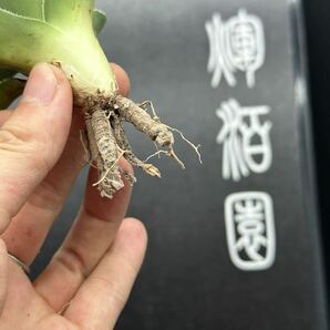 多肉植物特選 アガベ パリー トランカータ ライムストリーク②の画像8