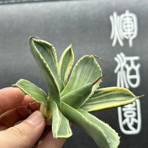 多肉植物特選 アガベ パリー トランカータ ライムストリーク④の画像5