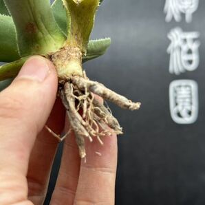 多肉植物特選 アガベ パリー トランカータ ライムストリーク⑤の画像10