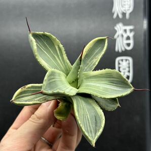 多肉植物特選 アガベ パリー トランカータ ライムストリーク⑤の画像8