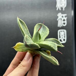 多肉植物特選 アガベ パリー トランカータ ライムストリーク⑤の画像9