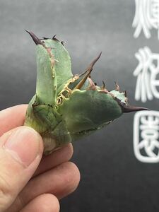 【輝泊園】多肉植物　アガベ チタノタ　アザラシ子株　強棘 特選 MAXAGAVE 珍しい　希少株　①