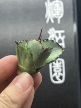 【輝泊園】多肉植物　アガベ チタノタ　アザラシ子株　強棘 特選 MAXAGAVE 珍しい　希少株　③_画像4