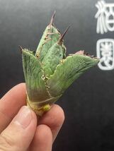 【輝泊園】多肉植物　アガベ チタノタ Fo 222 ブツブツ 強棘 極上美株 強棘 特選 MAXAGAVE 珍しい　希少株　4_画像1