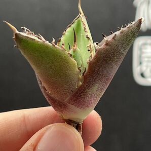 【輝泊園】【5株セット販売】多肉植物 アガベ チタノタ ハデス / Agave titanota Hades 極上刺 セット 1の画像6