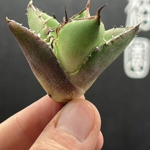 【輝泊園】【5株セット販売】多肉植物 アガベ チタノタ ハデス / Agave titanota Hades 極上刺 セット 2の画像3