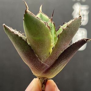 【輝泊園】【5株セット販売】多肉植物 アガベ チタノタ ハデス / Agave titanota Hades 極上刺 セット 5の画像6