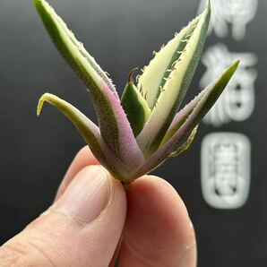 【輝泊園】多肉植物 アガベ スナグルトゥース 強棘 極上美株 3の画像4