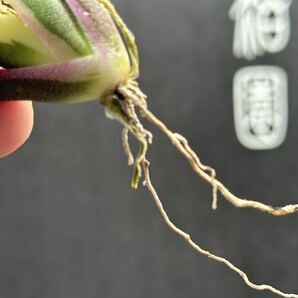 【輝泊園】多肉植物 アガベ スナグルトゥース 強棘 極上美株 9の画像6