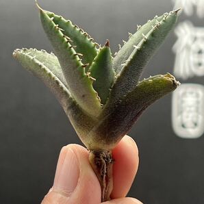 【輝泊園】【期間限定-5株セット】多肉植物 アガベ チタノタ  白火焔 ホワイトファイヤー 特選 極上美株1の画像6