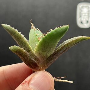  【輝泊園】【期間限定-セット5株】多肉植物 アガベチタノタ 魔丸子株 陽炎 超強棘 極上株 激レア【本物保証、偽物なら10倍罰金】 1の画像3