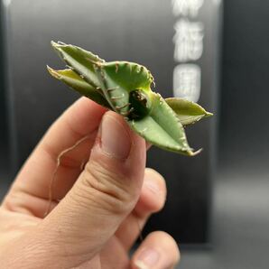  【輝泊園】【期間限定-セット5株】多肉植物 アガベチタノタ 魔丸子株 陽炎 超強棘 極上株 激レア【本物保証、偽物なら10倍罰金】 4の画像3