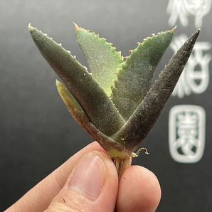 【輝泊園】【期間限定-5株セット】多肉植物 アガベ チタノタ  白火焔 ホワイトファイヤー 特選 極上美株1の画像4