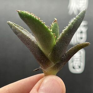 【輝泊園】【期間限定-5株セット】多肉植物 アガベ チタノタ  白火焔 ホワイトファイヤー 特選 極上美株3の画像4