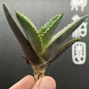 【輝泊園】【期間限定-5株セット】多肉植物 アガベ チタノタ  白火焔 ホワイトファイヤー 特選 極上美株4の画像7