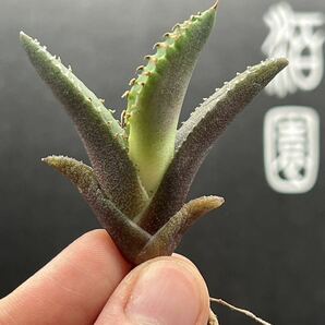 【輝泊園】【期間限定-5株セット】多肉植物 アガベ チタノタ  白火焔 ホワイトファイヤー 特選 極上美株5の画像5