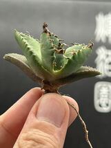 　【輝泊園】【期間限定-セット5株】多肉植物　アガベチタノタ　魔丸子株　陽炎 超強棘 極上株 激レア【本物保証、偽物なら10倍罰金】　3_画像7