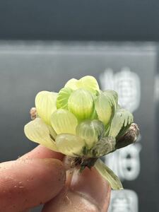 【輝泊園】多肉植物　ハオルチアブルーレンズオブツーサ錦糊斑極上株　7