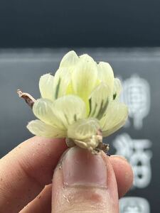 【輝泊園】多肉植物　ハオルチアブルーレンズオブツーサ錦糊斑極上株　10