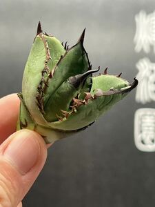 【輝泊園】多肉植物　アガベ チタノタ　ブラックファイヤー　強棘 特選 MAXAGAVE 珍しい　希少株　3