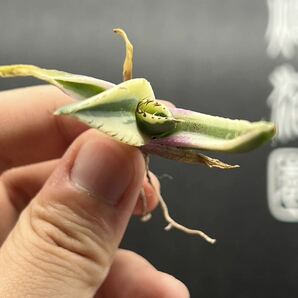 【輝泊園】多肉植物 アガベ スナグルトゥース 強棘 極上美株 2の画像6