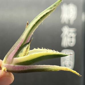 【輝泊園】多肉植物 アガベ スナグルトゥース 強棘 極上美株 2の画像5