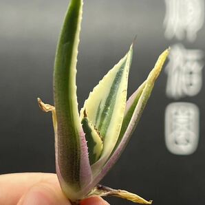 【輝泊園】多肉植物 アガベ スナグルトゥース 強棘 極上美株 2の画像4