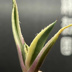 【輝泊園】多肉植物 アガベ スナグルトゥース 強棘 極上美株 2の画像7