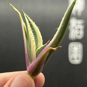 【輝泊園】多肉植物 アガベ スナグルトゥース 強棘 極上美株 2の画像2