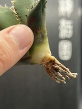 【輝泊園】多肉植物　アガベ チタノタ　狼人　強棘 特選 MAXAGAVE 珍しい　希少株　10_画像10