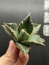 【輝泊園】多肉植物　アガベ チタノタ　狼人　強棘 特選 MAXAGAVE 珍しい　希少株　10_画像6