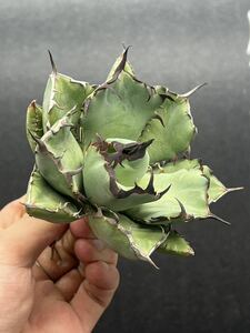 【輝泊園】多肉植物　アガベ チタノタ　黑鯨 強棘 超良型株　特選 MAXAGAVE 珍しい　超大株　親株　6