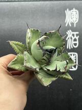 【輝泊園】多肉植物　アガベ チタノタ　黑鯨 強棘 超良型株　特選 MAXAGAVE 珍しい　超大株　親株　7_画像7