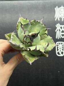 【輝泊園】多肉植物　アガベ チタノタ　黑鯨 強棘 超良型株　特選 MAXAGAVE 珍しい　超大株　親株　9