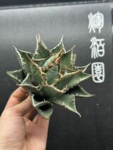 【輝泊園】多肉植物　アガベ チタノタ　海王 強棘 超良型株　特選 MAXAGAVE 珍しい　超大株　親株　5_画像1