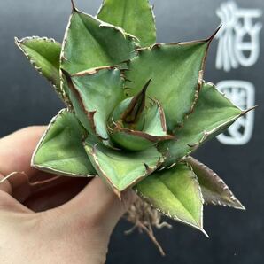 多肉植物 【特選】 3株セット アガベ agave titanota チタノタ『宝珠』 1の画像3