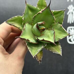 多肉植物 【特選】 3株セット アガベ agave titanota チタノタ『宝珠』 1の画像4
