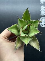 多肉植物　【特選】　3株セット　アガベ　agave titanota チタノタ『宝珠』　5_画像4