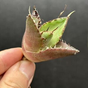 【輝泊園】【5株セット販売】多肉植物 アガベ チタノタ ハデス / Agave titanota Hades 極上刺 セット 1の画像5