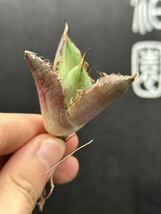 【輝泊園】【5株セット販売】多肉植物　アガベ チタノタ　ハデス / Agave titanota Hades 極上刺　セット 3_画像4