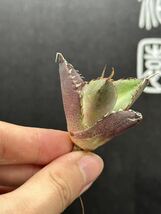 【輝泊園】【5株セット販売】多肉植物　アガベ チタノタ　ハデス / Agave titanota Hades 極上刺　セット 3_画像6