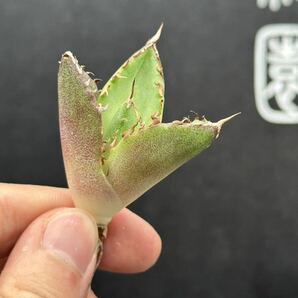 【輝泊園】【5株セット販売】多肉植物 アガベ チタノタ ハデス / Agave titanota Hades 極上刺 セット 4の画像3