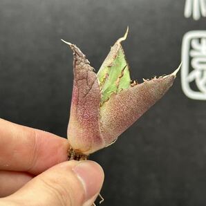 【輝泊園】【5株セット販売】多肉植物 アガベ チタノタ ハデス / Agave titanota Hades 極上刺 セット 5の画像6